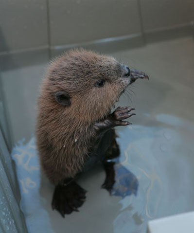 babybeaver3.jpg