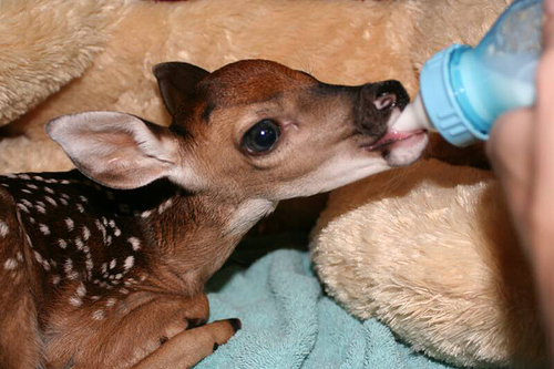 babydoe.gif