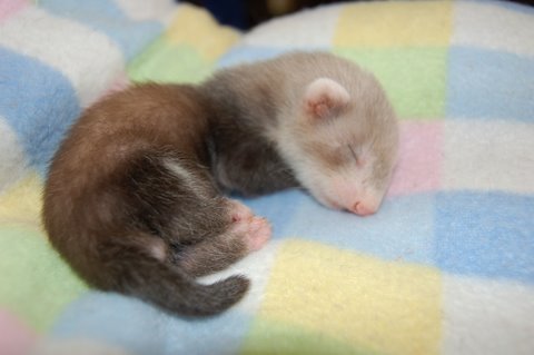babyferret.gif