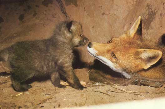 babyfox.jpg