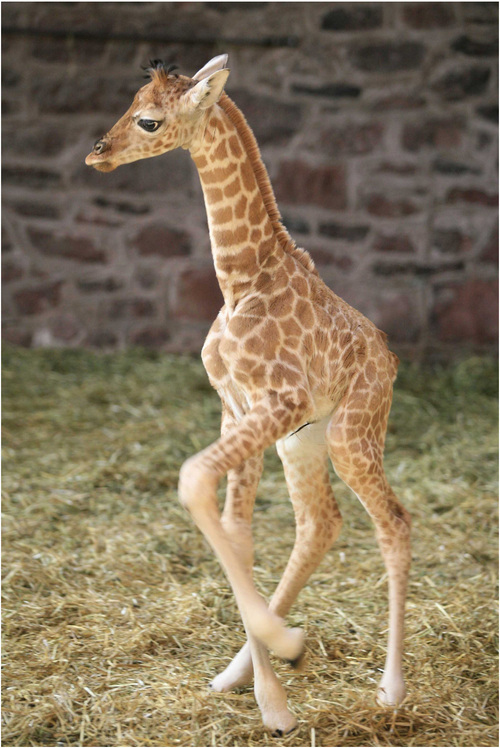babyg1a.jpg