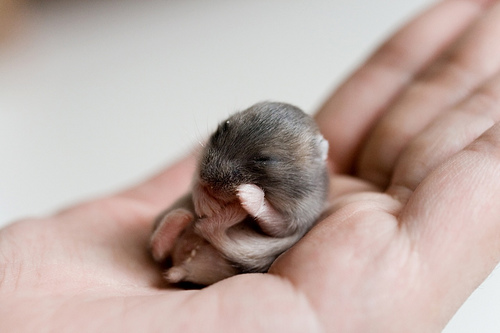 babyhamster1.gif