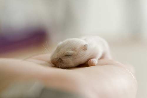 babyhamster2.gif