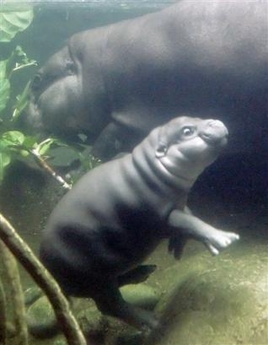 babyhippo.jpg