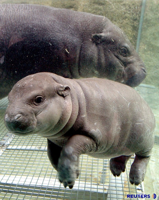 babyhippo2.jpg