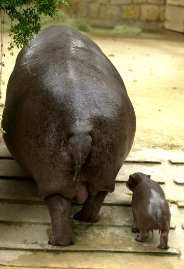 babyhippo3.jpg