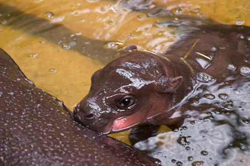 babyhippo4.jpg