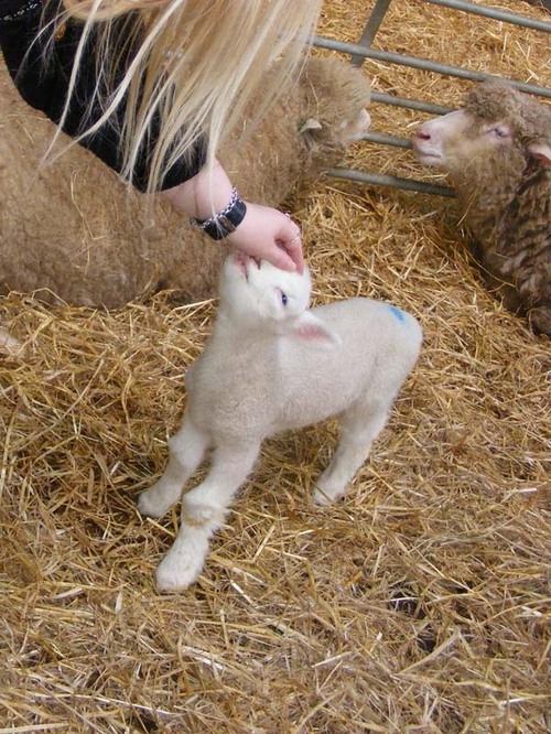 babylamb.gif