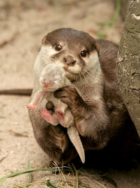 babymomotter.gif