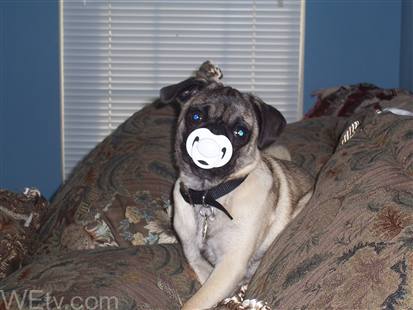 babypug.jpg