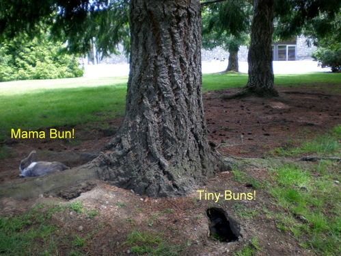 babyrabbit1.gif