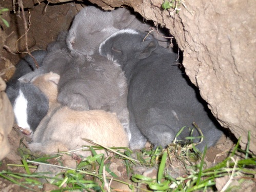 babyrabbit2.gif