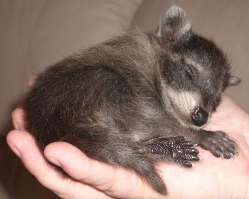 babyraccoonsleep.gif