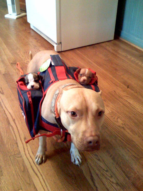 babysitter.jpg