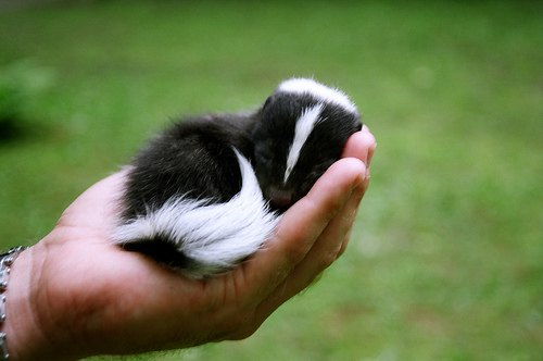 babyskunk.gif