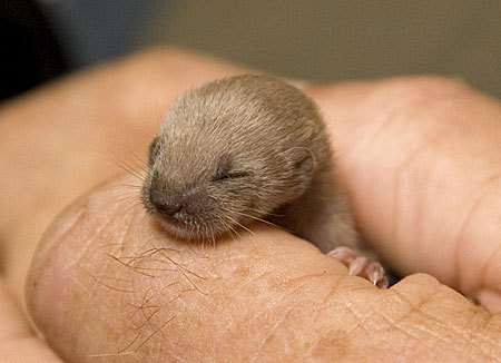 babyweasel.jpg