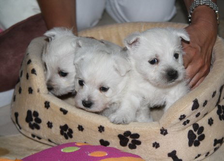 babywesties1.jpg