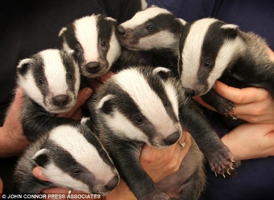 badgerbabies.jpg