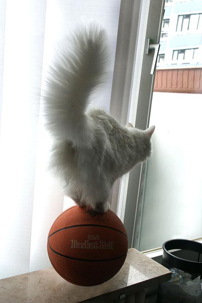 balance.gif