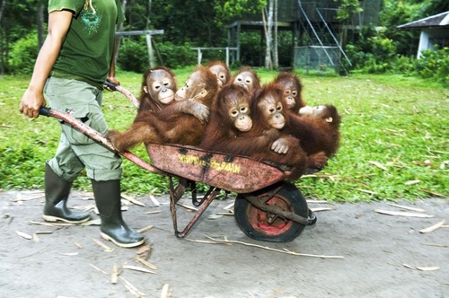 barrelofcuties.gif