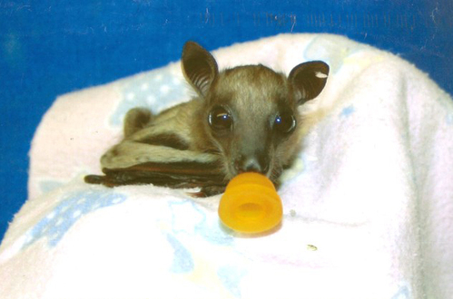 bat_news.jpg