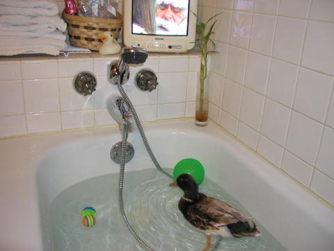 bath_with_tv.jpg