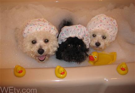 bathtime.gif