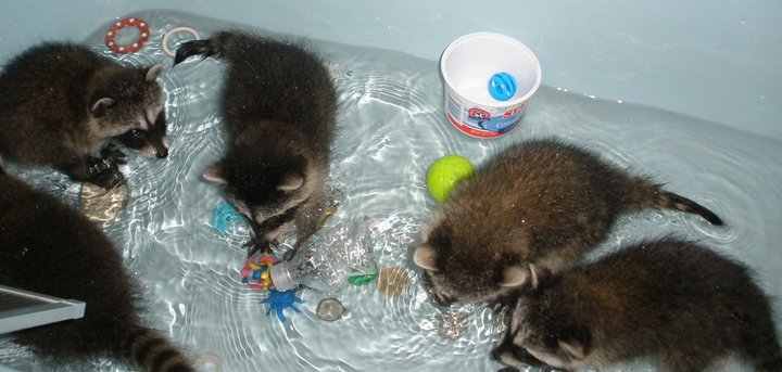 bathtimecoons.jpg