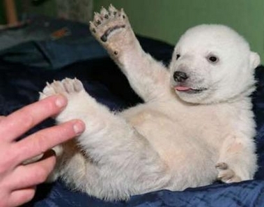 bbear1.jpg