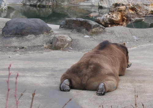 bear_butt.jpg