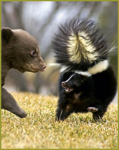 bear_cub_skunk.jpg