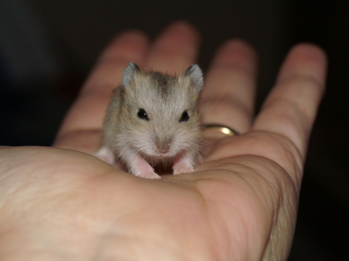 bebehhammiehamminforth.jpg