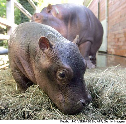 bebehippo.jpg