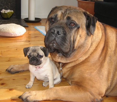 bestbuds.gif