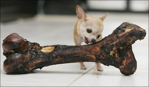 bigbone1.jpg