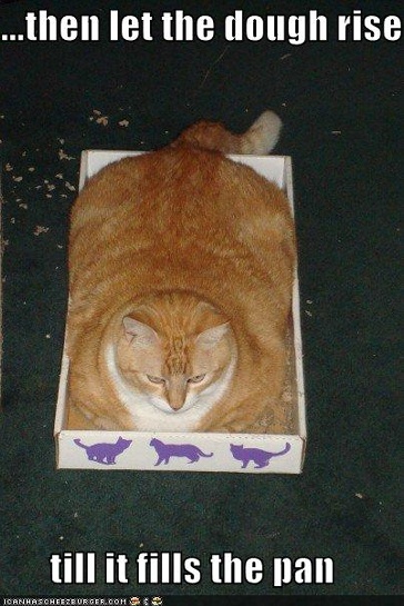 bigcat.gif