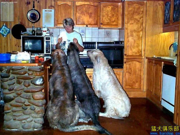 bigdog3.gif