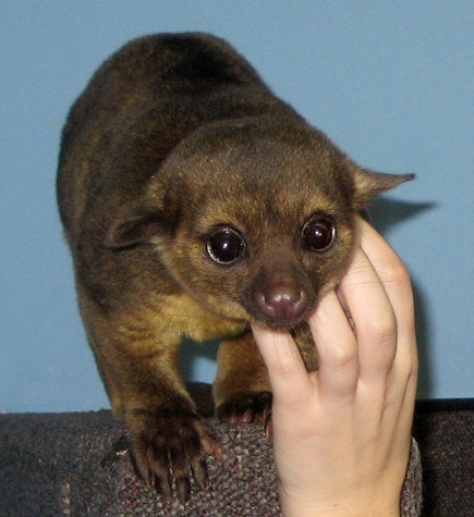 bigeyes2.jpg
