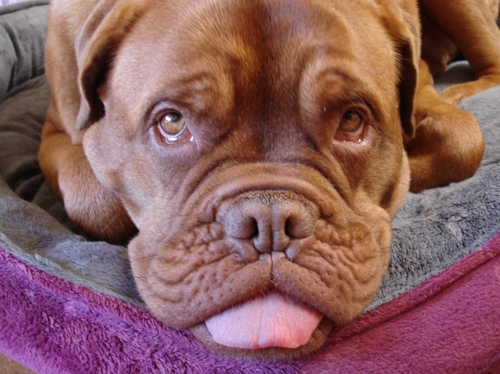 bigpuppy.jpg