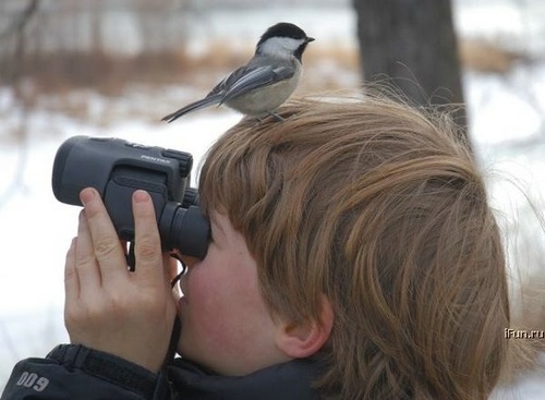 bird.jpg