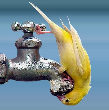 birdgettingadrink5.jpg
