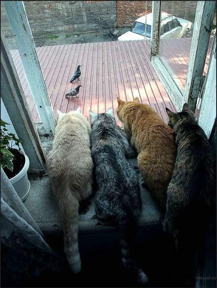 birds.gif