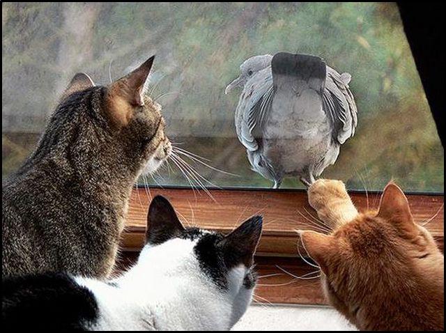 birdwindow.gif