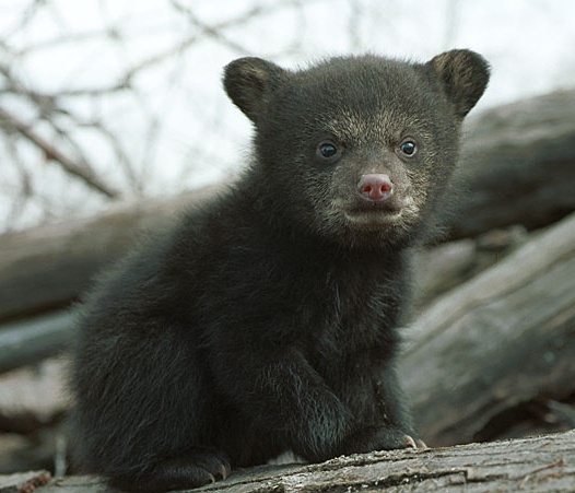 black_bear_cub2.jpg