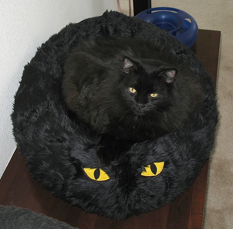 blackcat1.jpg