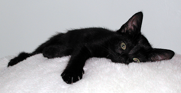 blackcat2.jpg