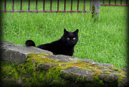 blackcat3.jpg