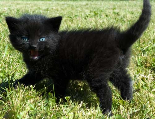 blackcat5.jpg