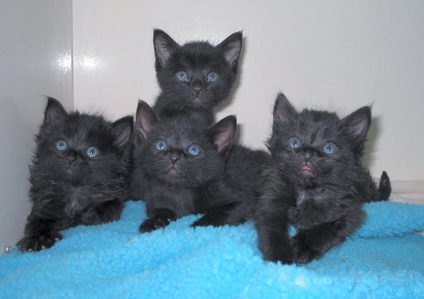 blackcat6.jpg