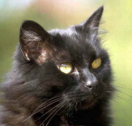 blackcat7.jpg
